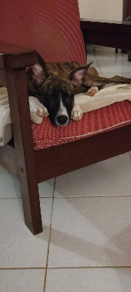 Adoption Joy