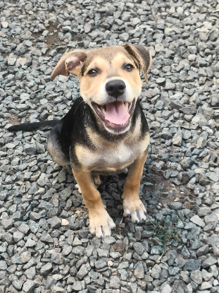 Adopter Lucette