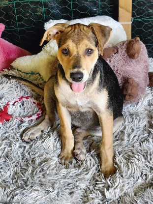 Adopter Lucette