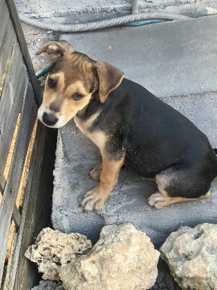Adopter Lucette