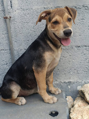 Adoption Lucette