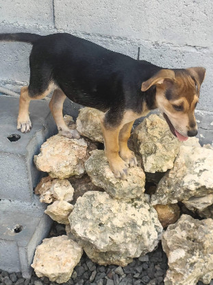 Adoption Lucette