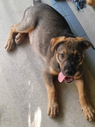 Adopter Hijo