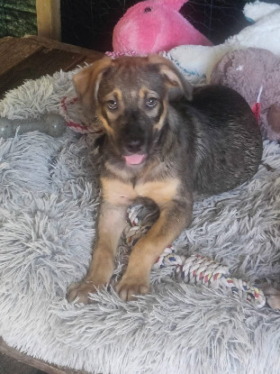 Adoption Hijo