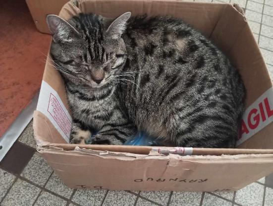 Adopter Bonnie