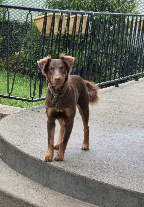 Adoption Mau