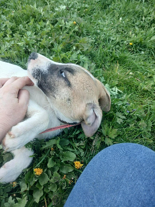Adopter Barney