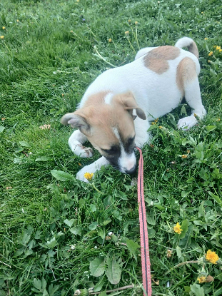 Adopter Barney