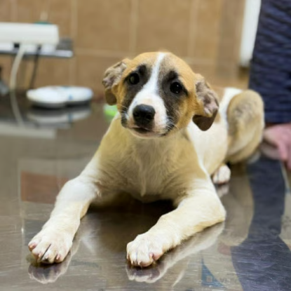 Adoption Barney