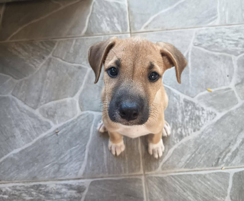 Adopter Booba