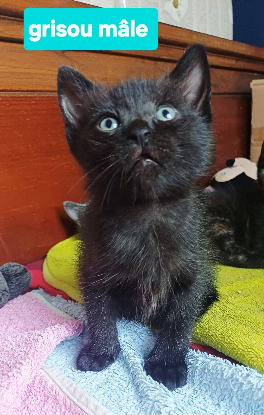 Adopter Grisou