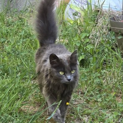 Adopter Olga