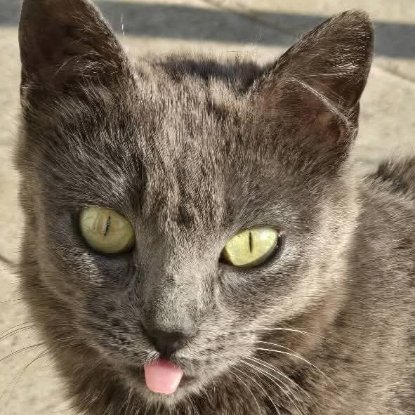 Adopter Grace
