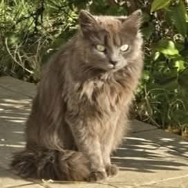 Adopter Diva