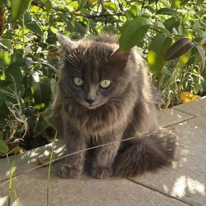 Adopter Diva