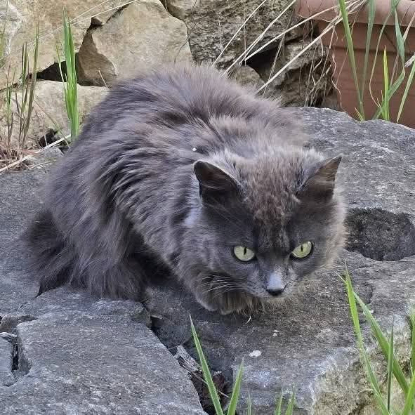 Adopter Diva