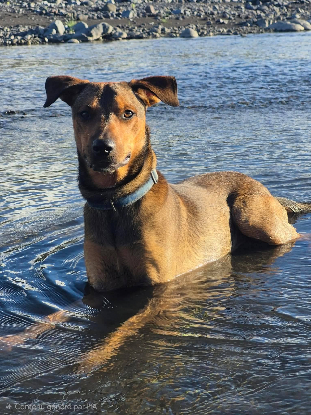 Adopter Baloo