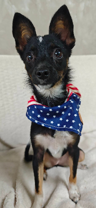 Adopter Newt