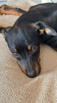 Adopter Becky
