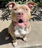 Adopter  chien : Bonnie