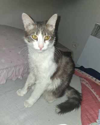 Adopter Coquin