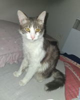 Adopter  chat : Coquin