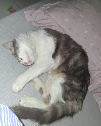 Adopter Coquin