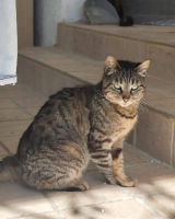 Adopter  chat : Madeleine