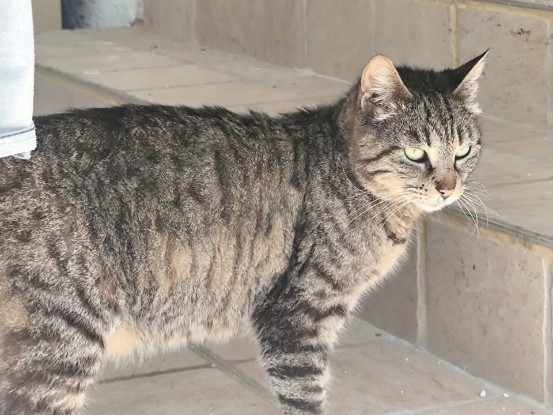 Adopter Madeleine