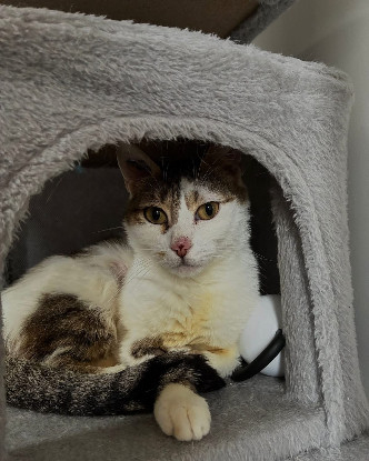 Adopter Poupette