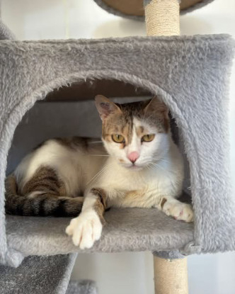 Adopter Poupette