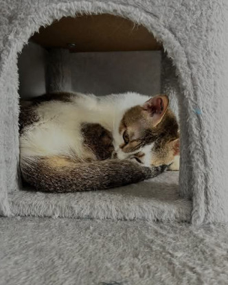 Adopter Poupette