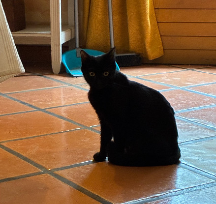 Adopter Mistigris