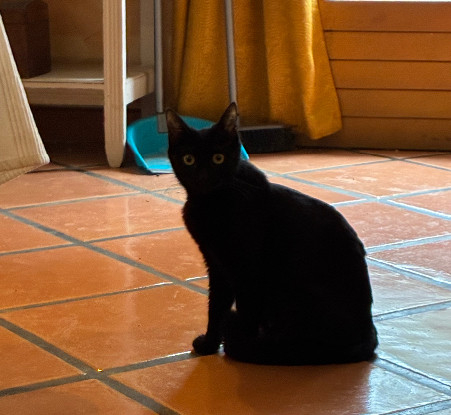 Adopter Mistigris