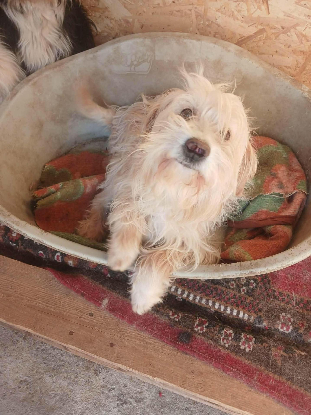 Adopter Lucky