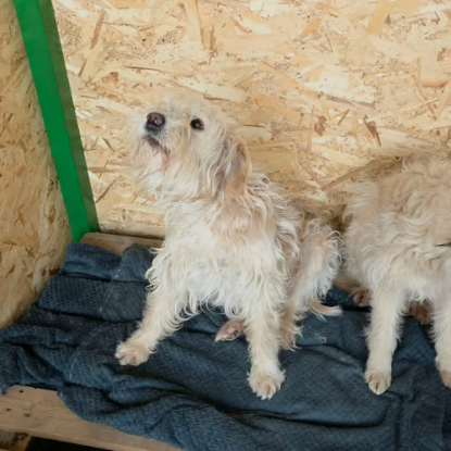 Adopter Lucky