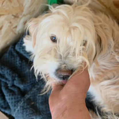 Adoption Lucky