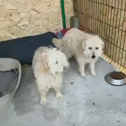 Adoption Lucky