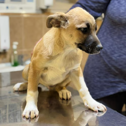 Adopter Eddi