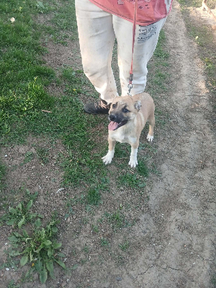 Adopter Eddi