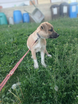 Adoption Eddi