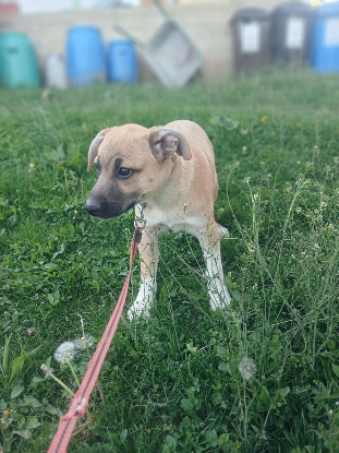 Adoption Eddi