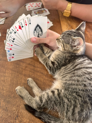 Adopter Melba