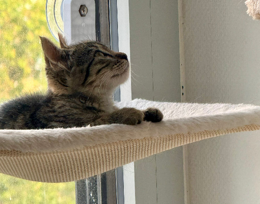 Adopter Melba