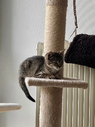 Adopter Melba