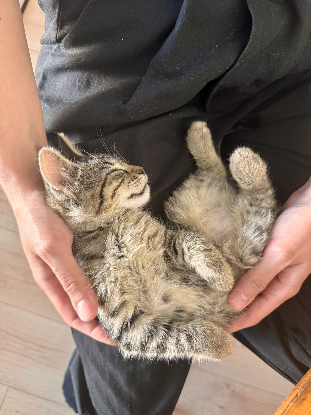 Adoption Melba