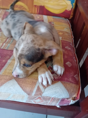 Adopter Arrow