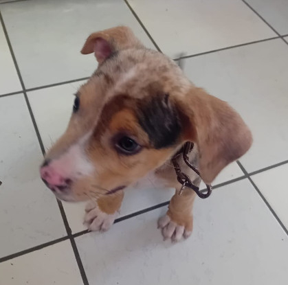 Adopter Arrow
