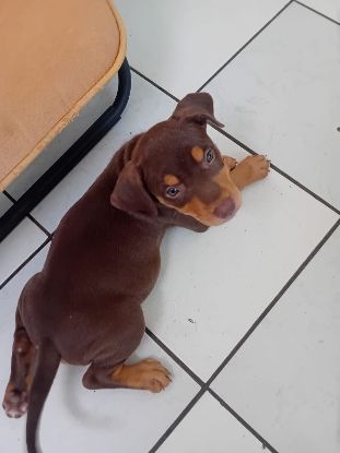 Adopter Iska