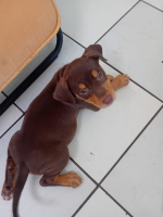 Adopter  chien : Iska